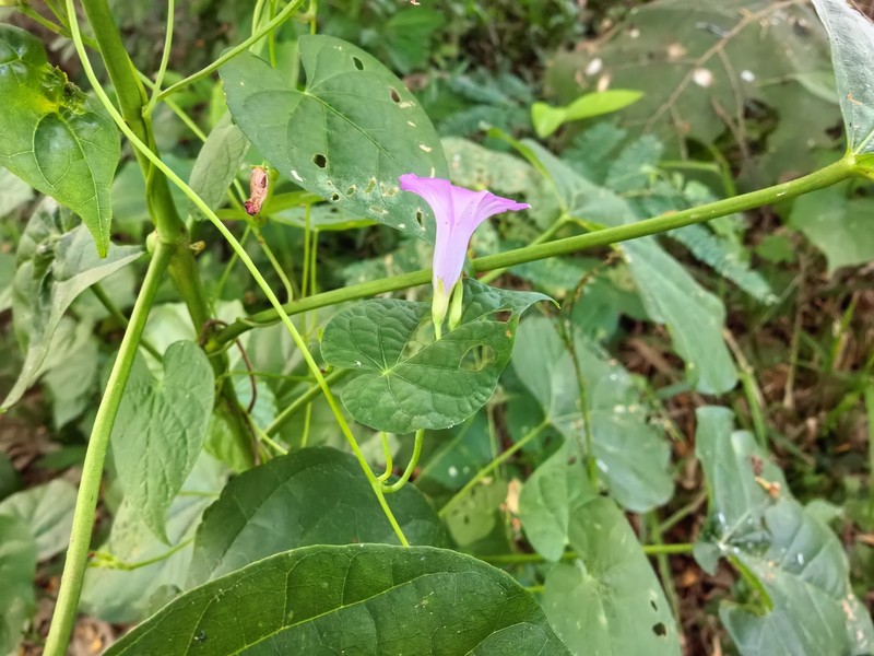 Whitestar Morning-Glory photo 4