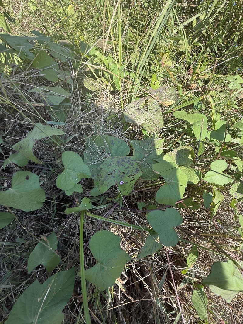 Whitestar Morning-Glory photo 5