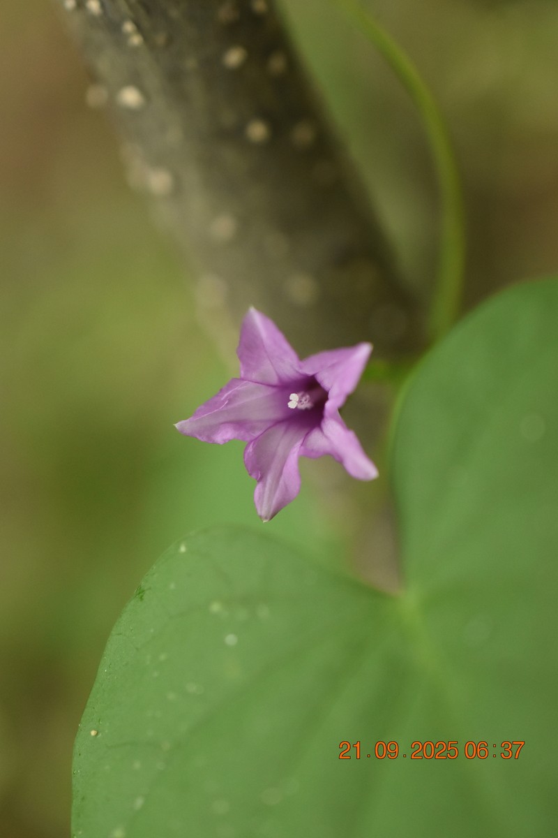 Whitestar Morning-Glory photo 6