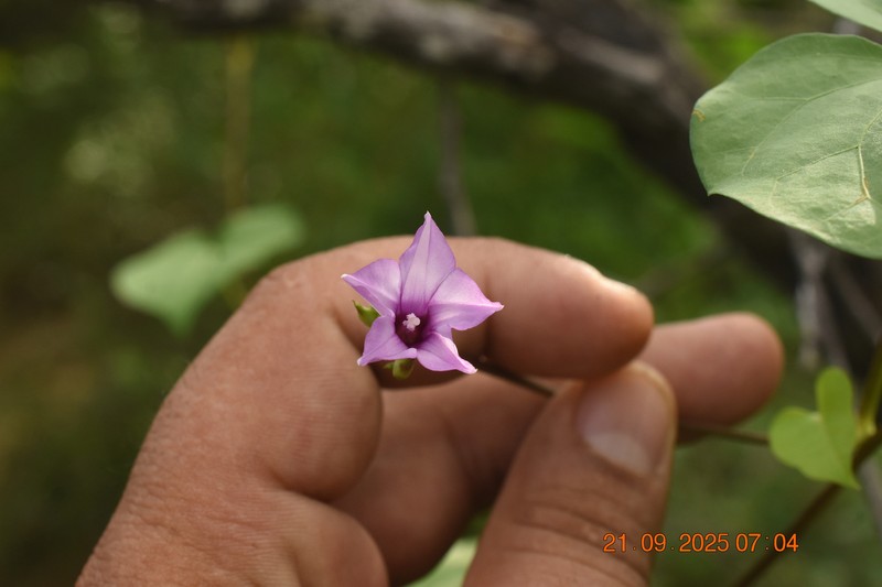 Whitestar Morning-Glory photo 7