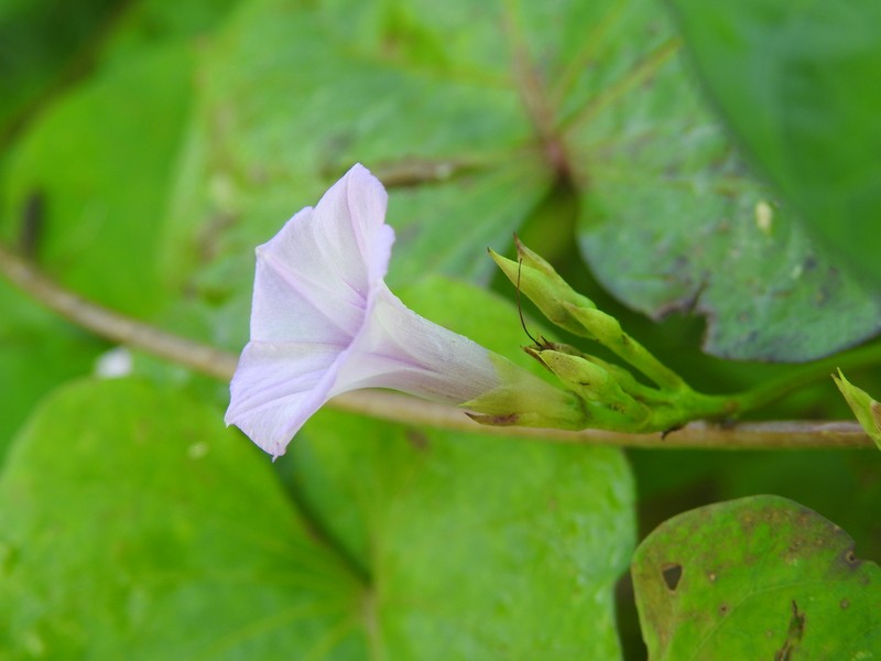 Whitestar Morning-Glory photo 8