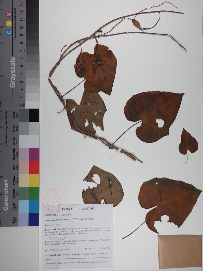 Ipomoea aequatoriensis photo 2