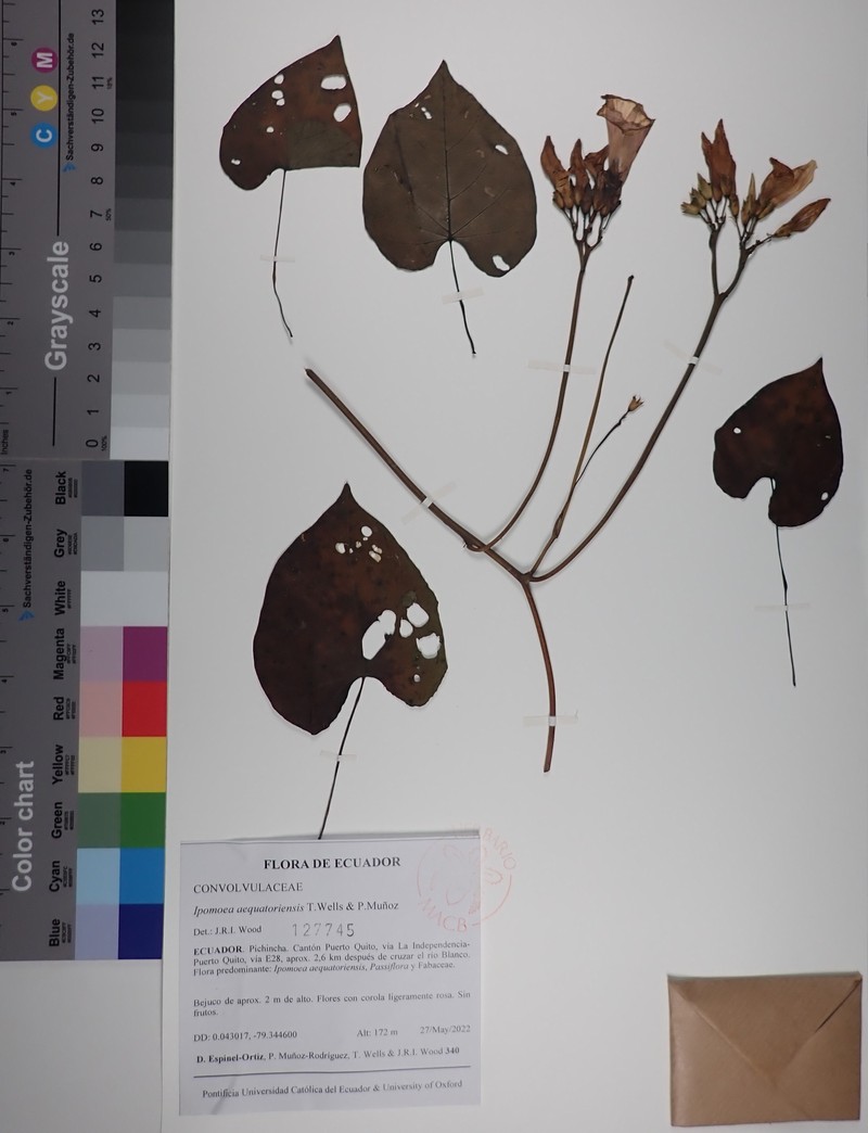 Ipomoea aequatoriensis photo 3