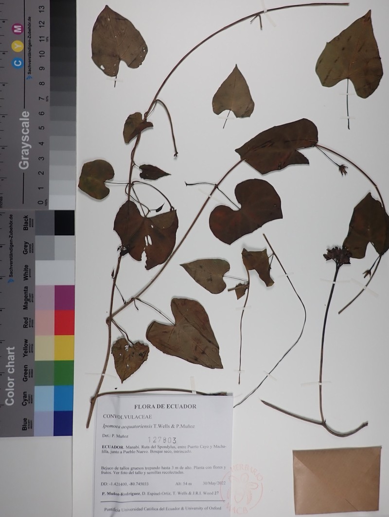 Ipomoea aequatoriensis photo 4