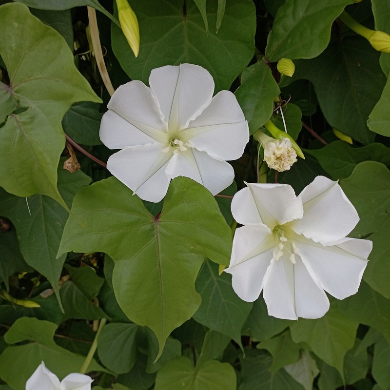 Tropical White Morning-Glory photo 4