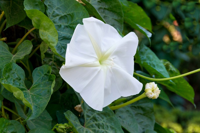Tropical White Morning-Glory photo 2