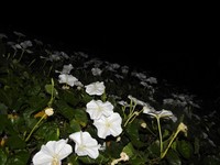 Tropical White Morning-Glory