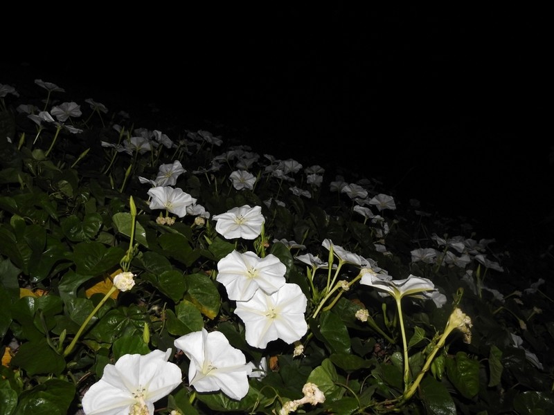 Tropical White Morning-Glory