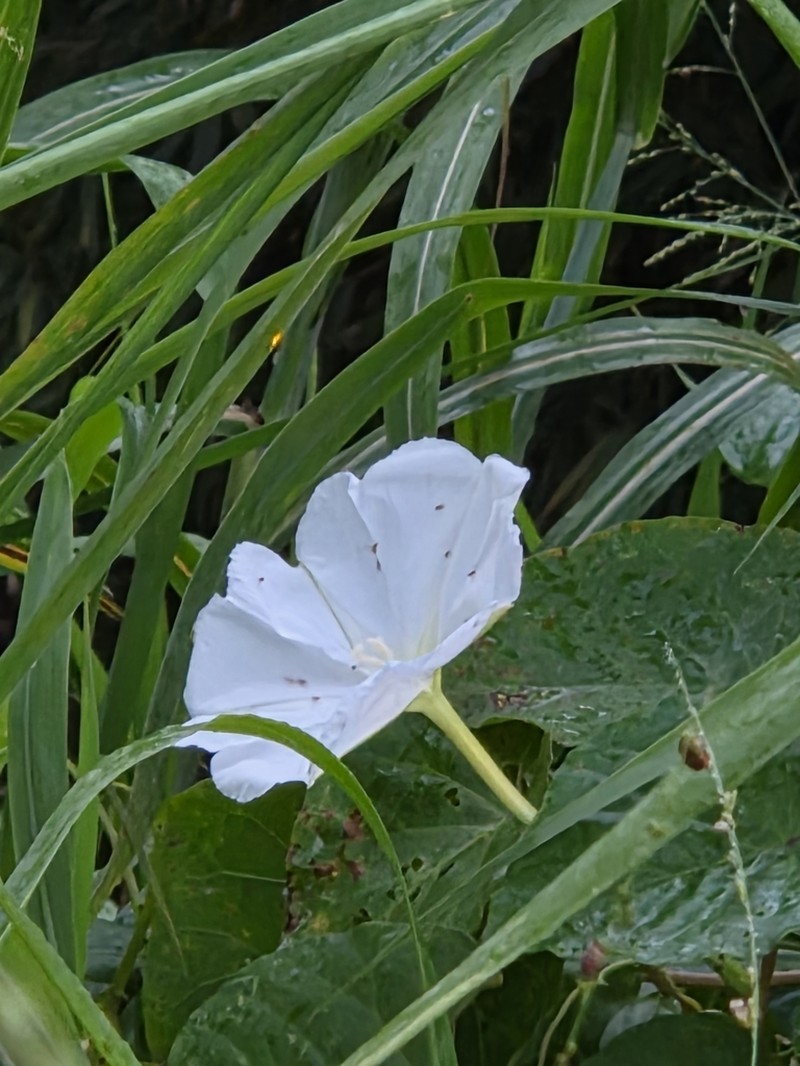Tropical White Morning-Glory photo 3