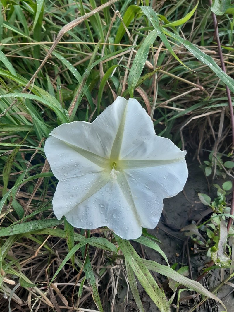 Tropical White Morning-Glory photo 4
