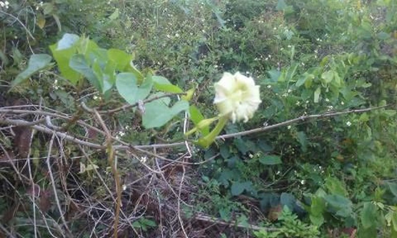 Tropical White Morning-Glory photo 5