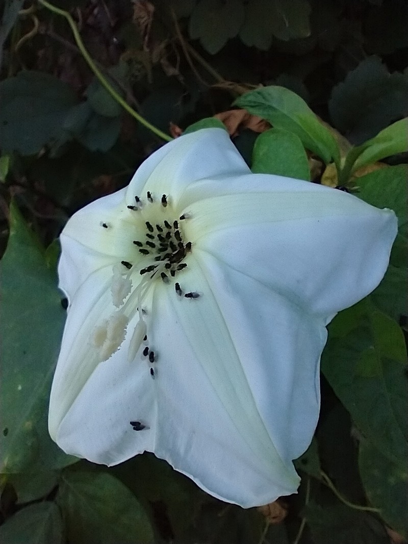 Tropical White Morning-Glory photo 6