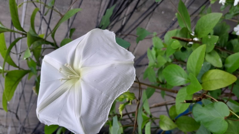 Tropical White Morning-Glory photo 7