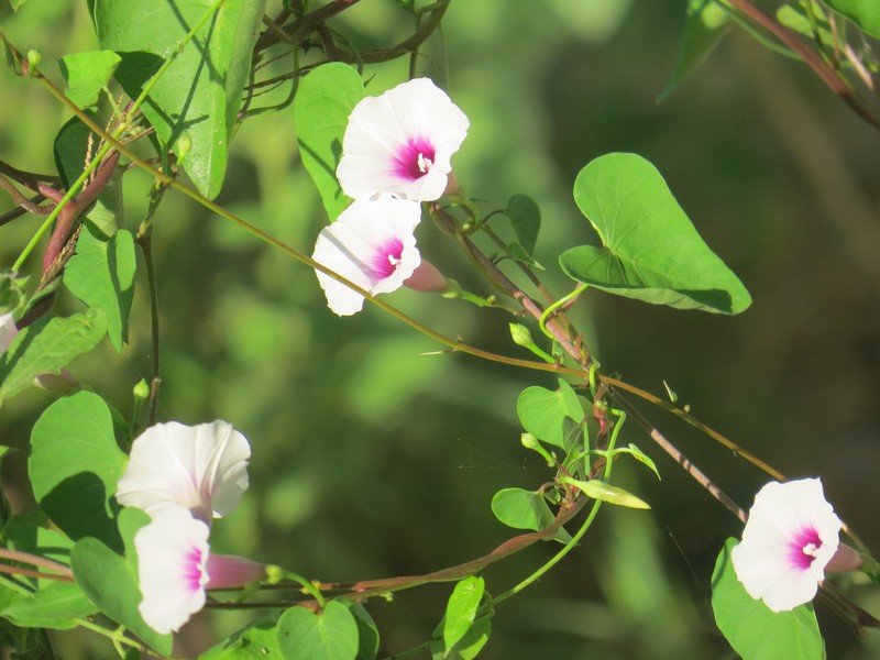 Redcenter Morning-Glory
