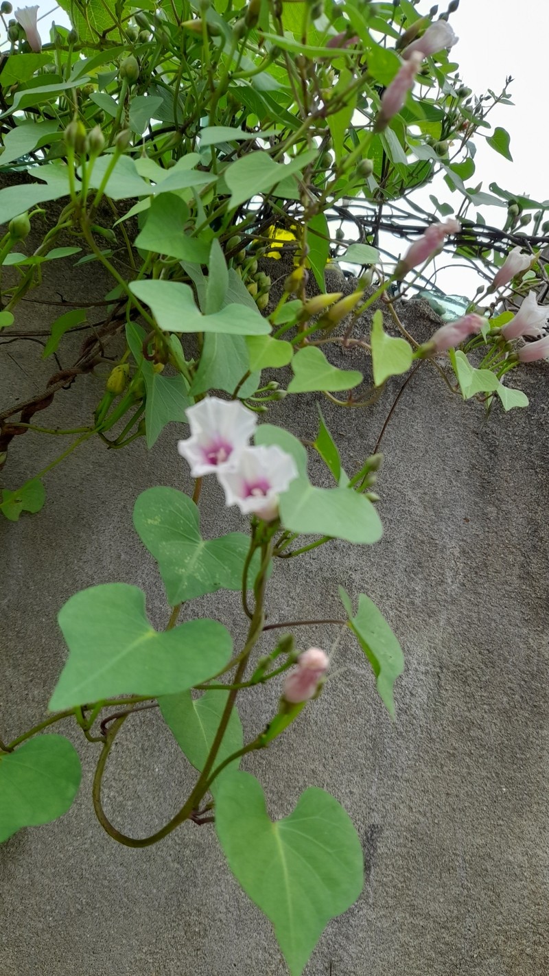 Redcenter Morning-Glory photo 2