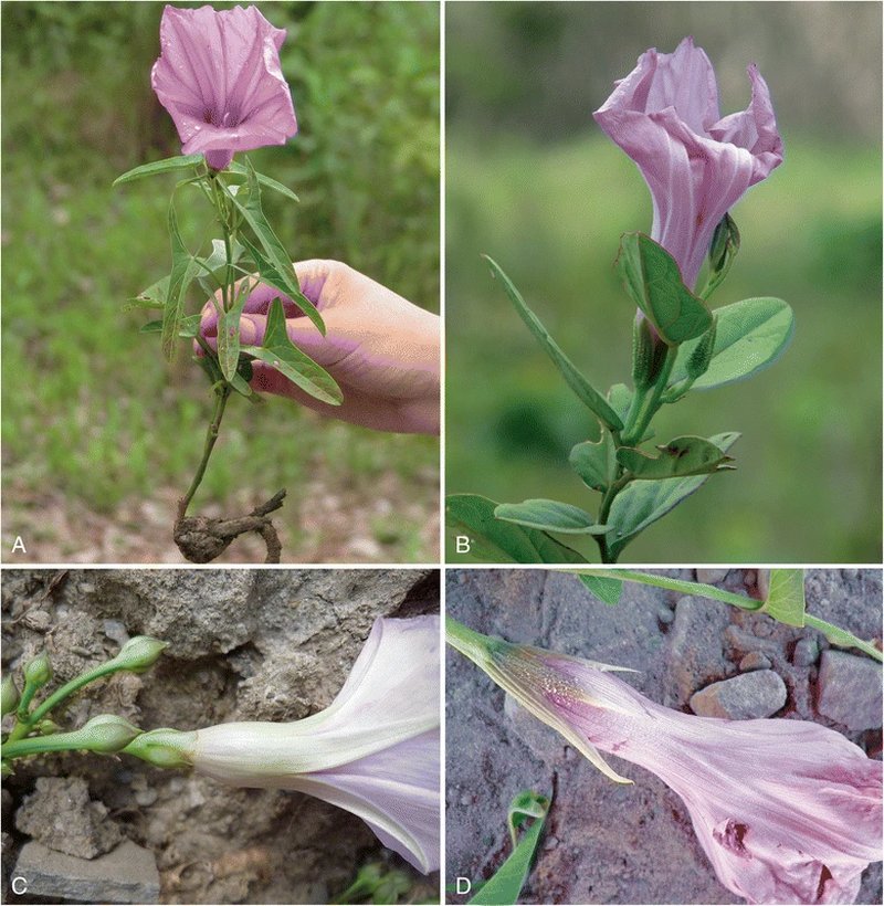 Redcenter Morning-Glory photo 4