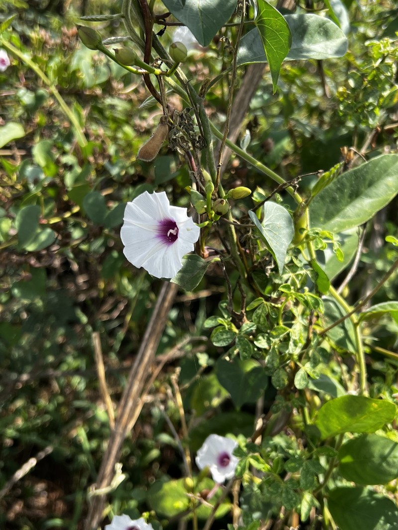 Ipomoea amnicola subsp. amnicola