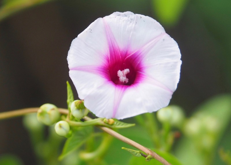 Ipomoea amnicola subsp. amnicola photo 2