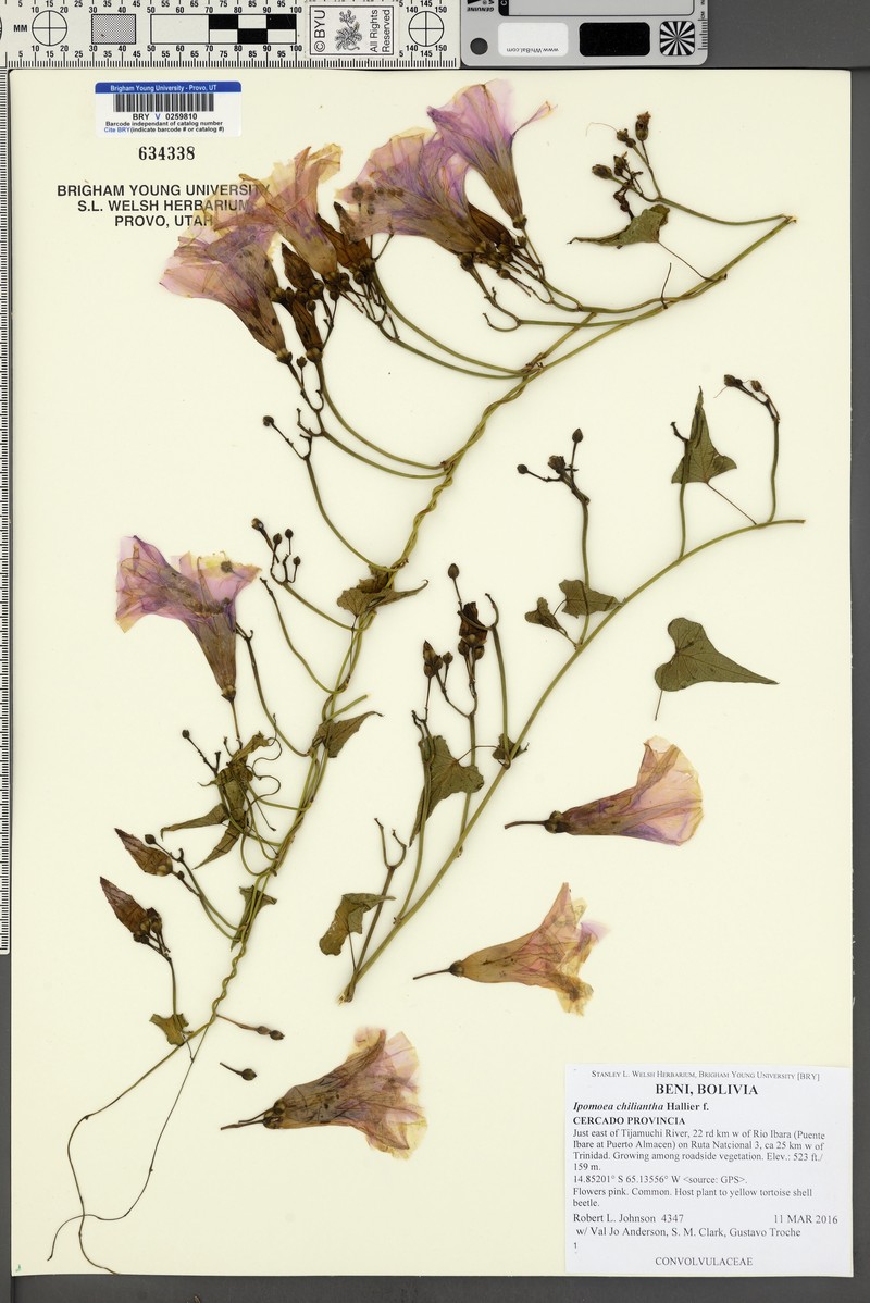 Ipomoea amnicola subsp. chiliantha