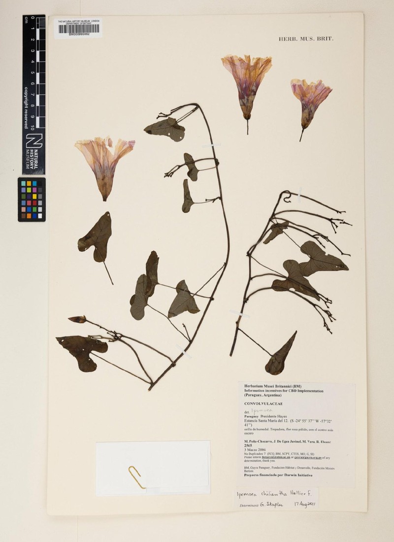 Ipomoea amnicola subsp. chiliantha photo 2