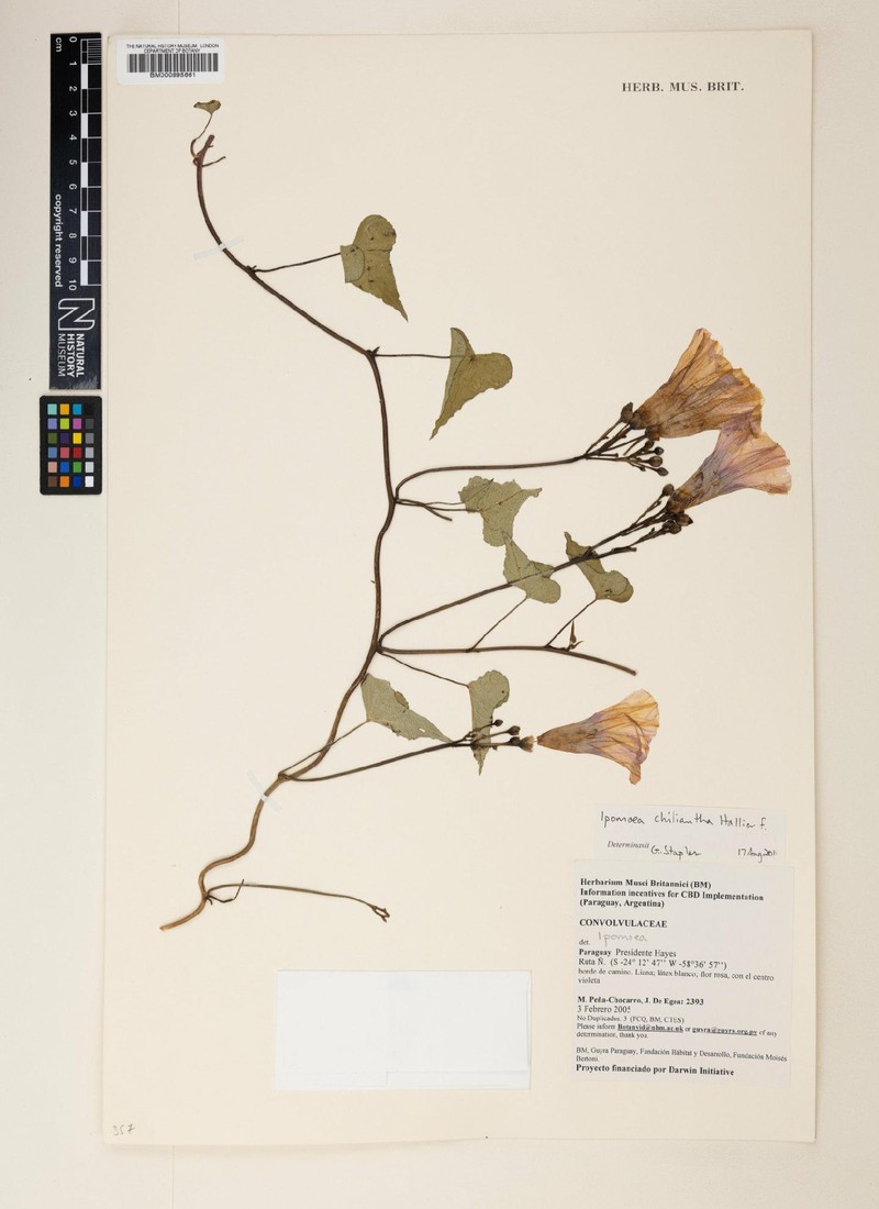 Ipomoea amnicola subsp. chiliantha photo 3