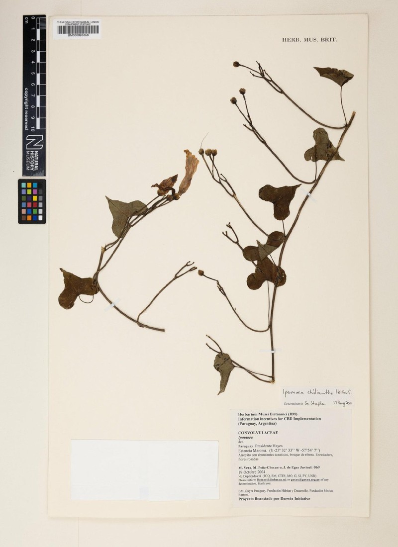 Ipomoea amnicola subsp. chiliantha photo 4
