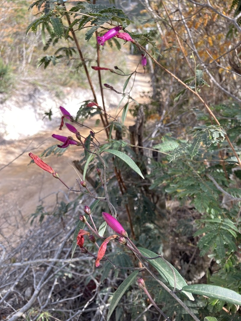 Ipomoea ana-mariae