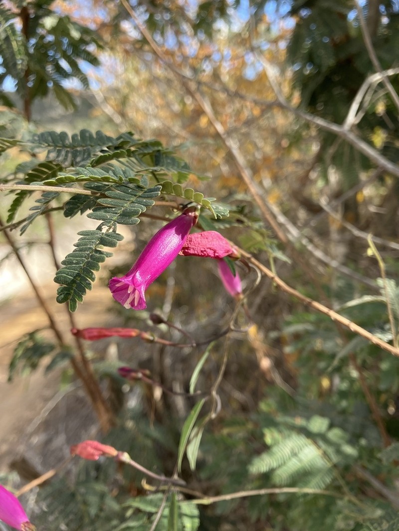 Ipomoea ana-mariae photo 2