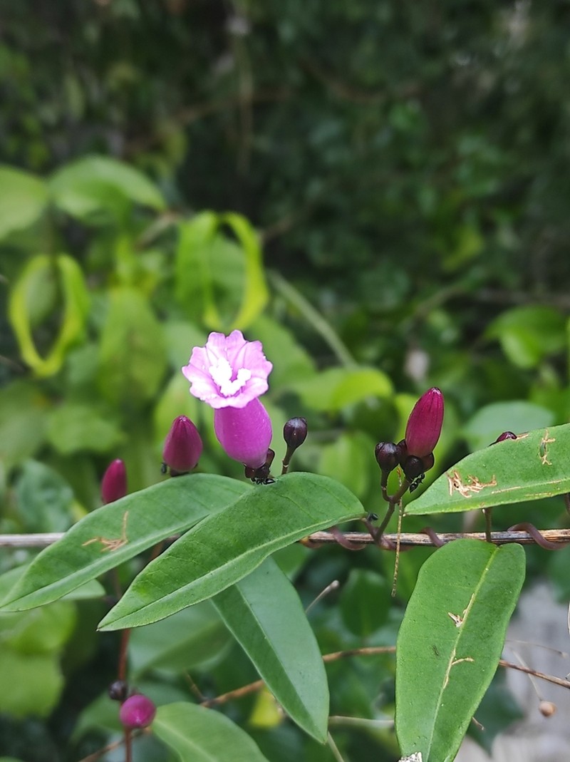 Ipomoea ana-mariae photo 3