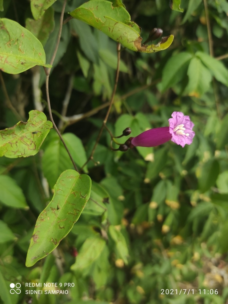 Ipomoea ana-mariae photo 4