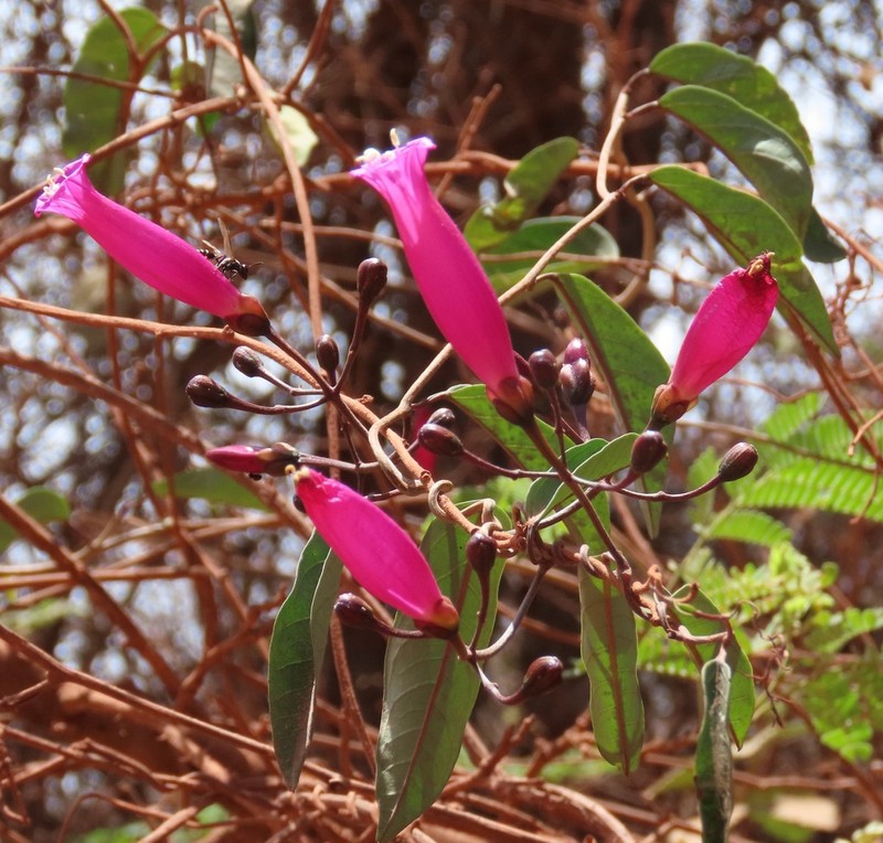 Ipomoea ana-mariae photo 5