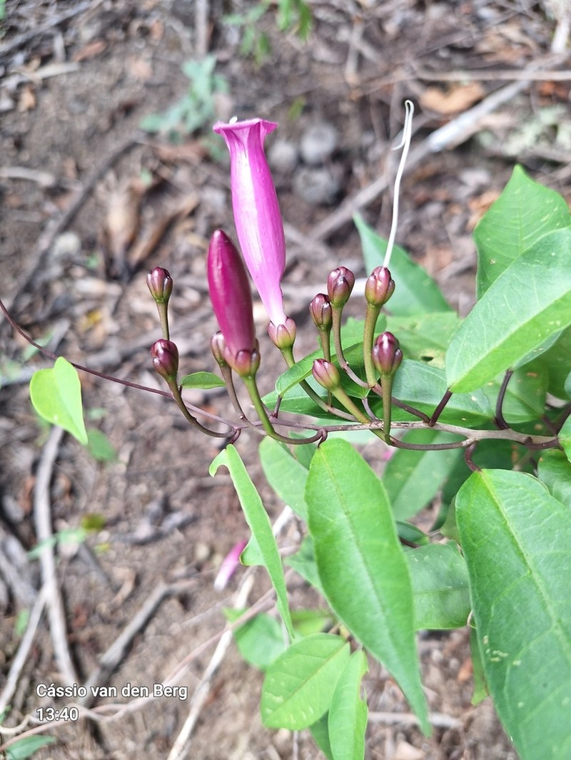 Ipomoea ana-mariae photo 6