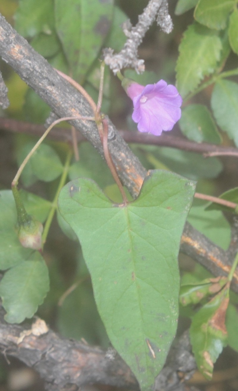 Ipomoea aristolochiifolia photo 2
