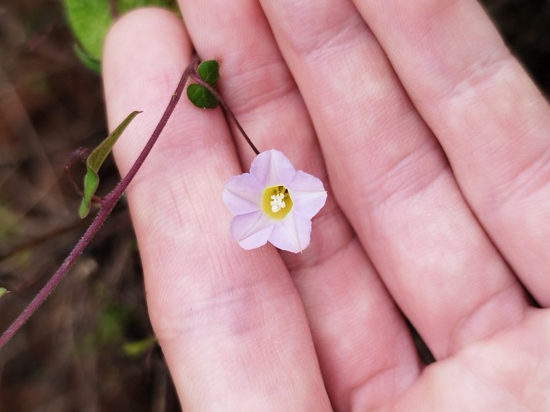 Ipomoea aristolochiifolia photo 3