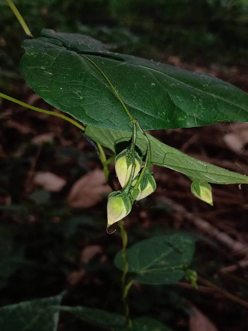 Ipomoea aristolochiifolia photo 4