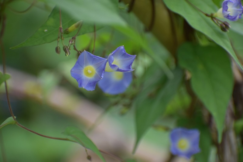 Ipomoea aristolochiifolia photo 5