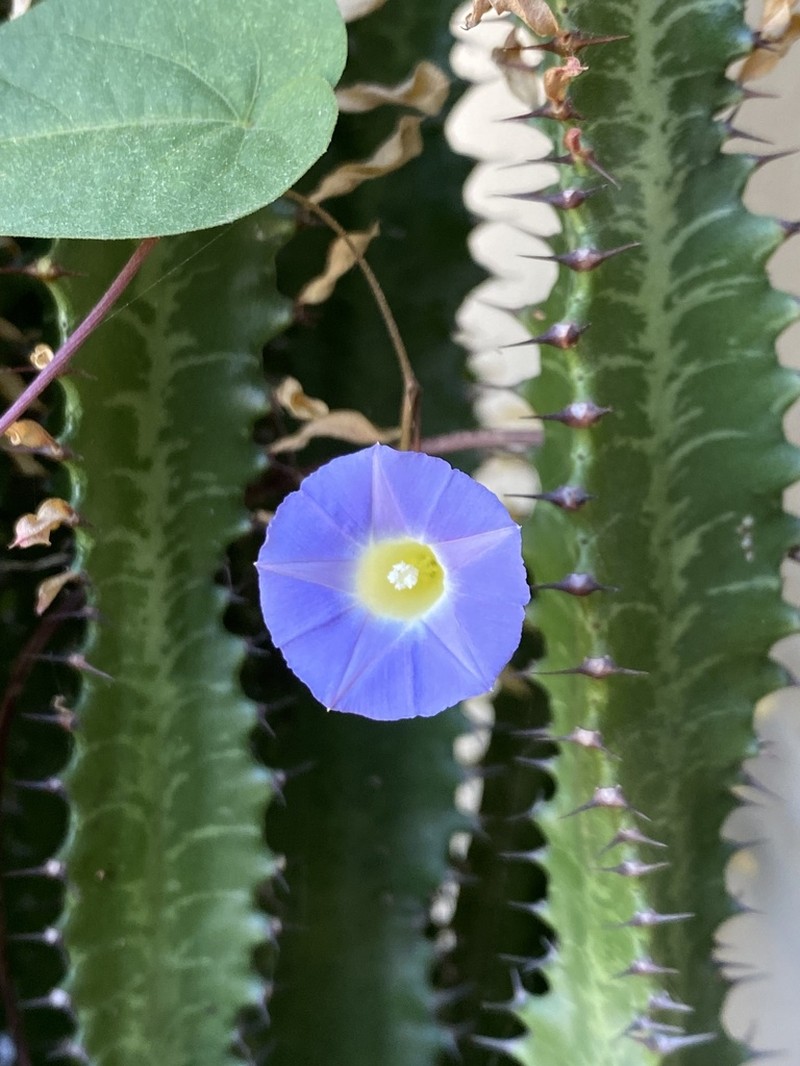 Ipomoea aristolochiifolia photo 6
