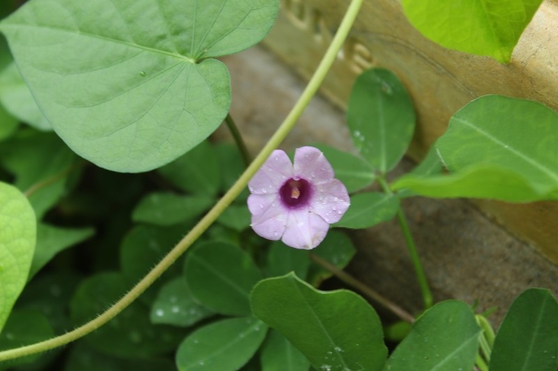 Ipomoea aristolochiifolia photo 7