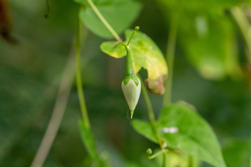 Ipomoea aristolochiifolia photo 8