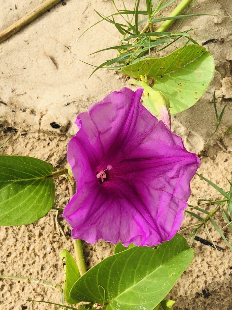 Ginger-Leaf Morning-Glory photo 5