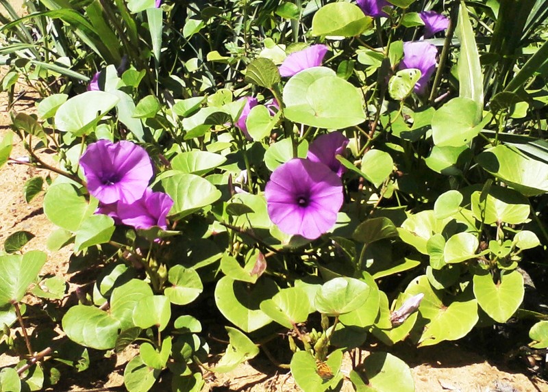 Ginger-Leaf Morning-Glory photo 2
