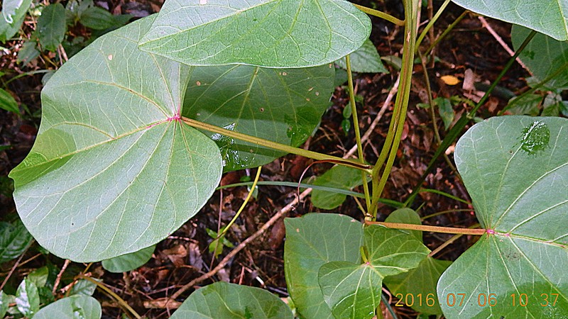 Ginger-Leaf Morning-Glory photo 3