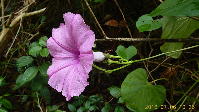 Ginger-Leaf Morning-Glory photo 4