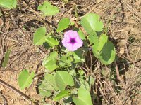 Ginger-Leaf Morning-Glory
