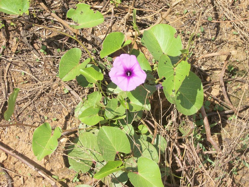 Ginger-Leaf Morning-Glory