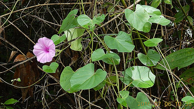 Ginger-Leaf Morning-Glory photo 7