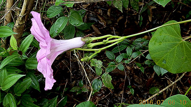 Ginger-Leaf Morning-Glory photo 8