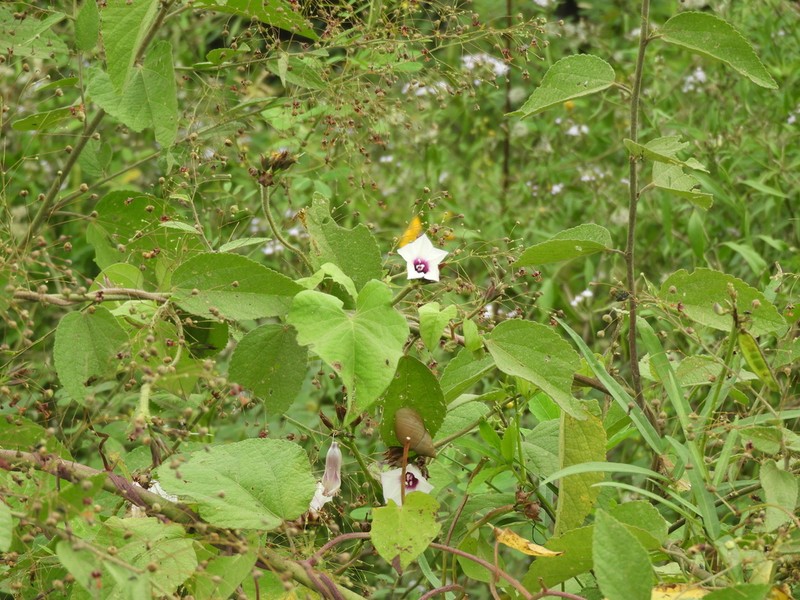 Ipomoea australis