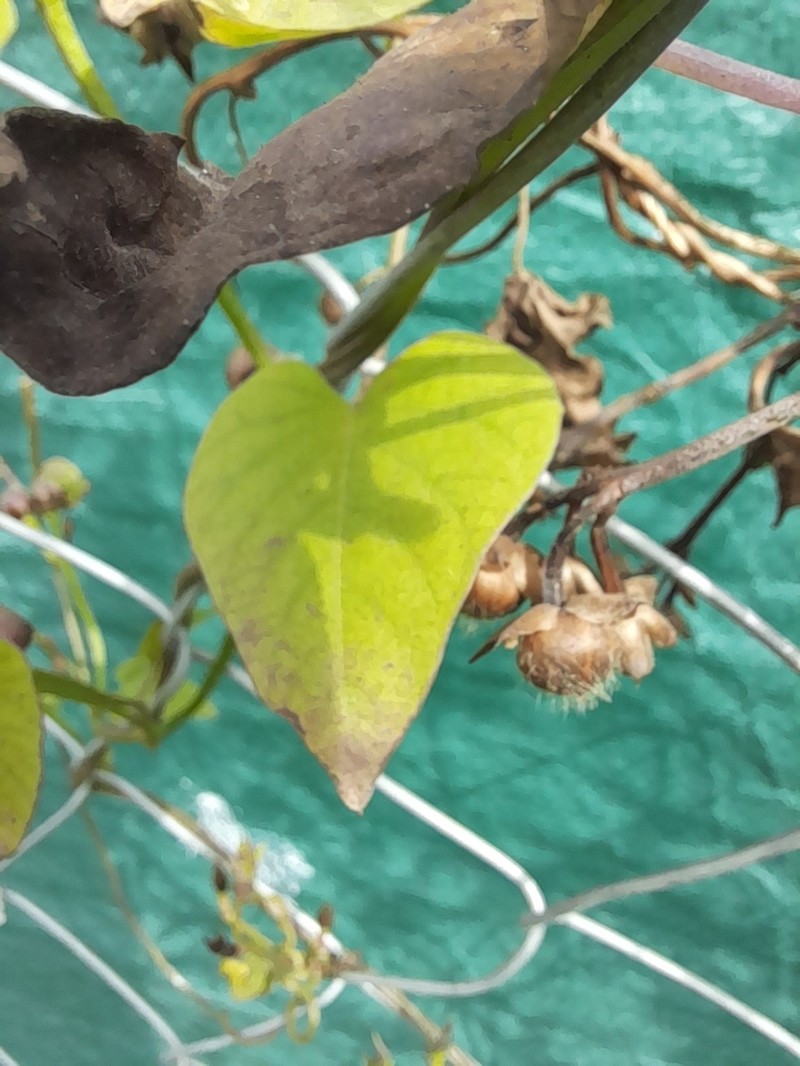 Ipomoea australis photo 2