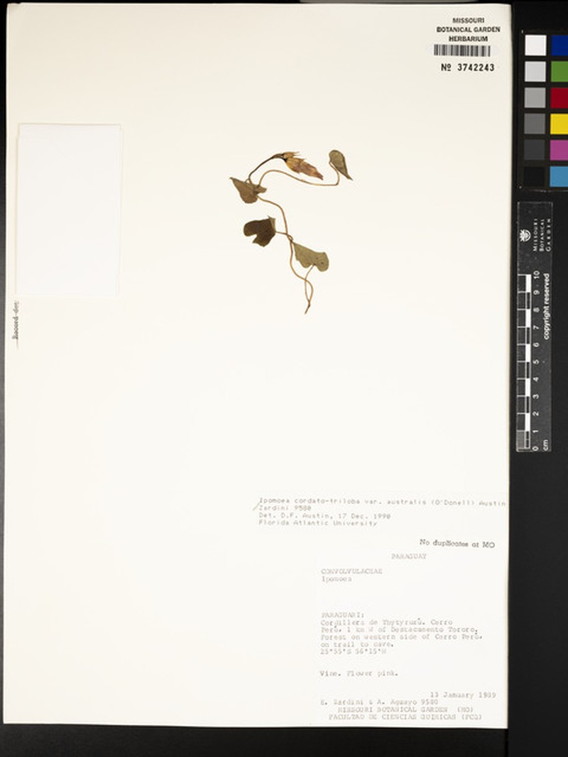 Ipomoea australis photo 5